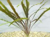 Akváriumi növények - Cryptocoryne crispatula var. flaccidifolia
